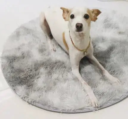 happy dog on faux fur rug