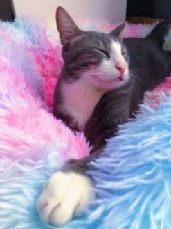 Fluffy Cat Beds